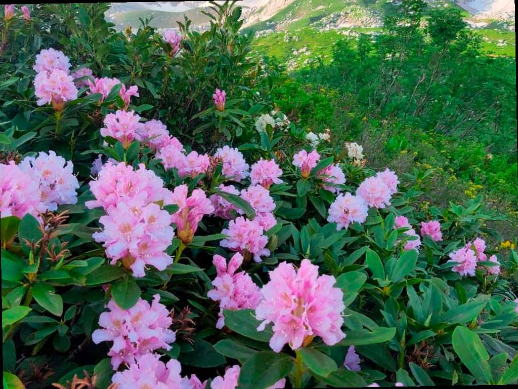 В горах Сочи расцветает «альпийская роза»