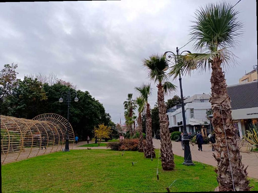 Готовим пальмы и экзотические растения к зиме в Сочи