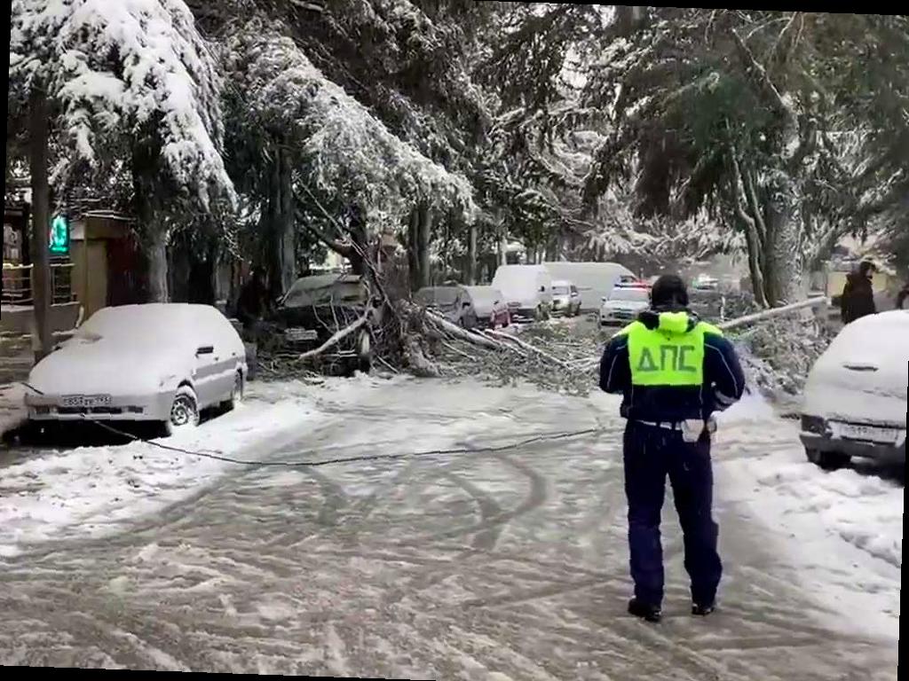 Сильный снегопад в Сочи привел к падению дерева