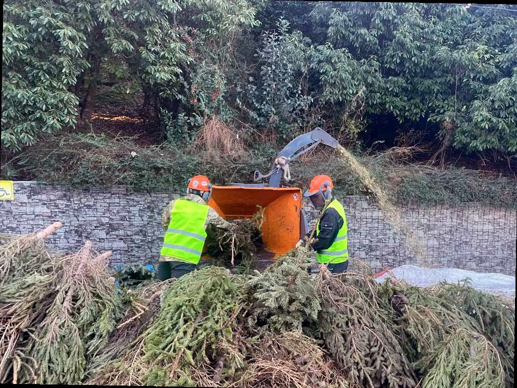 В Сочи пройдет акция «Елку в переработку»