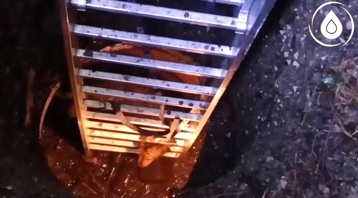 Сотрудники водоканала Сочи спасли собаку из колодца