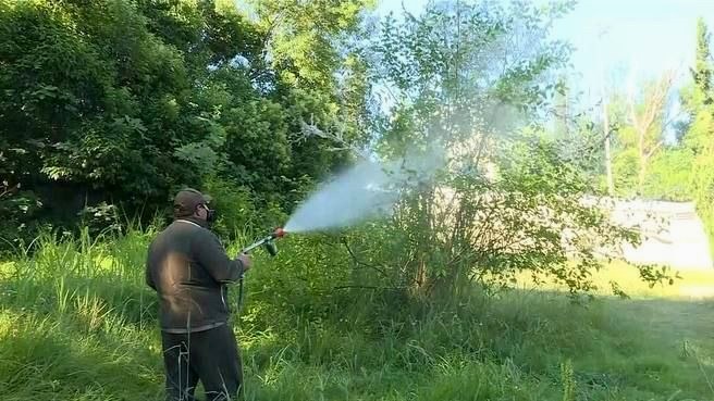 Борьба с вредителями деревьев в Сочи продолжается