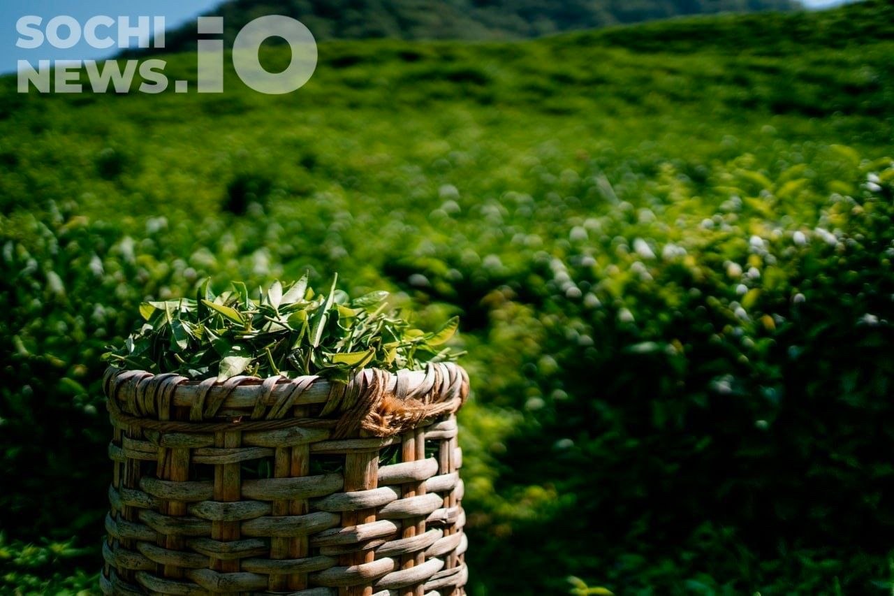 Рост производства чая в Краснодарском крае и падение продаж в России